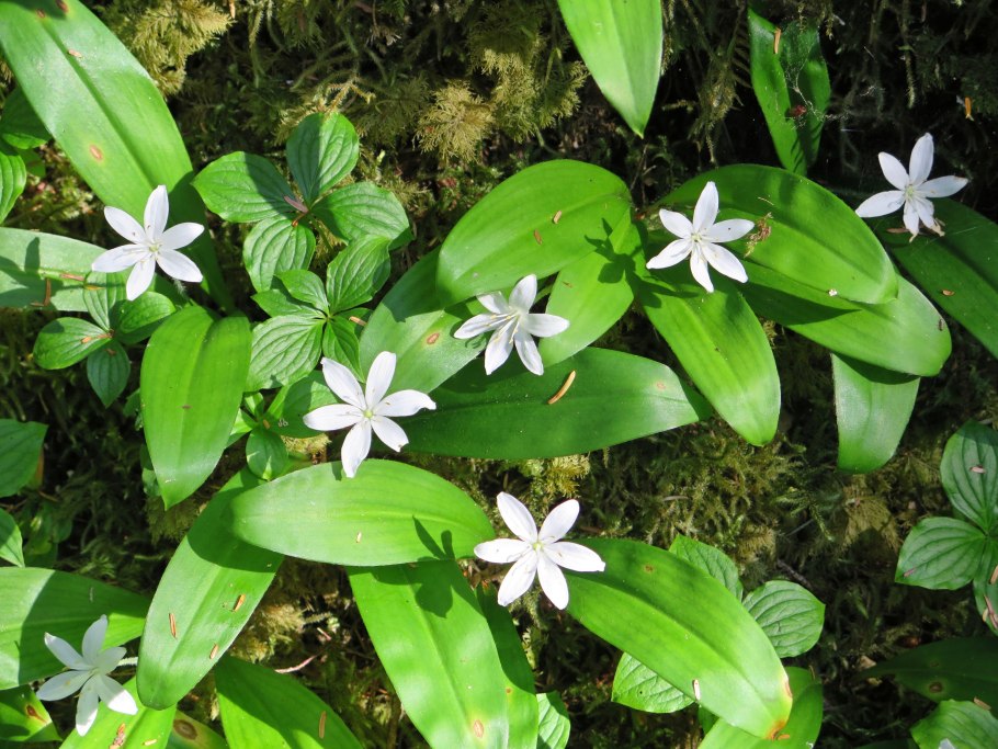 Clintonia/bluebead Lily
