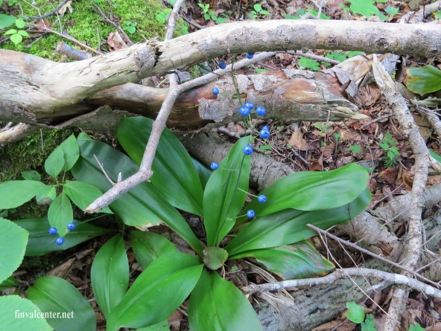 Клинтония Удская