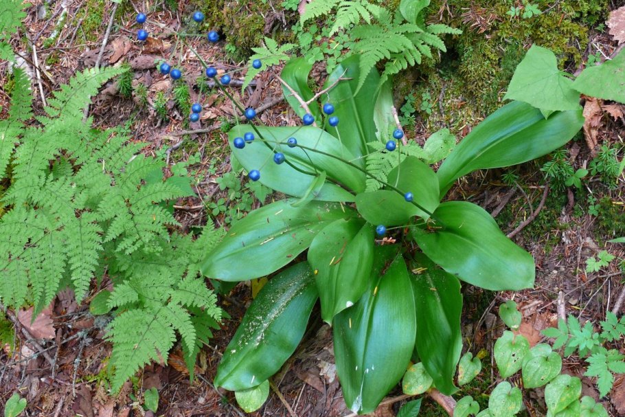 Клинтония (Clintonia Borealis)