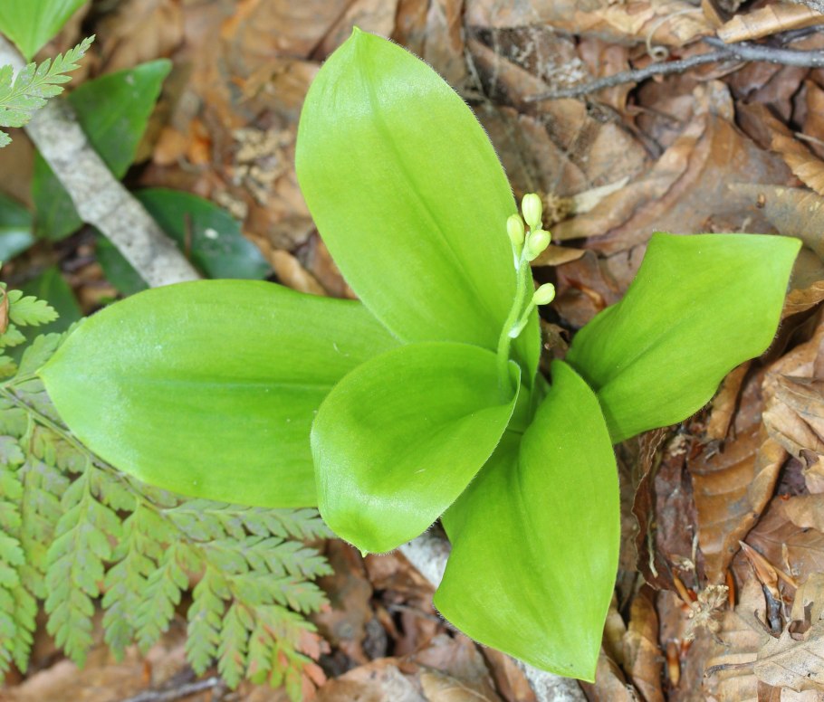 Клинтония Удская ягоды