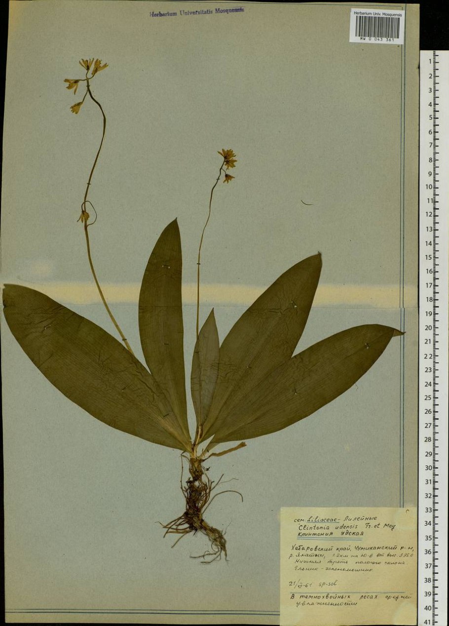 Клинтония Удская ягоды