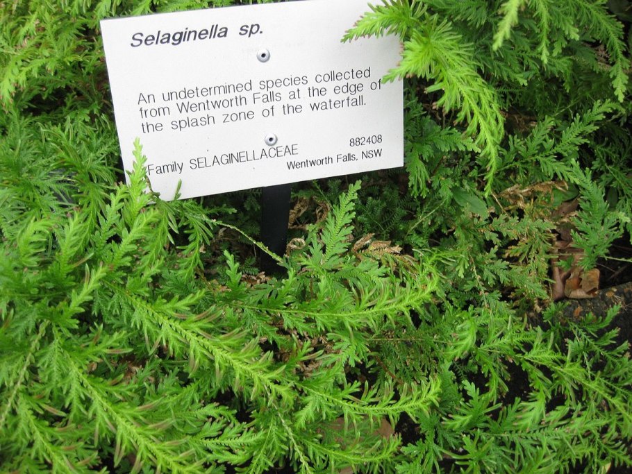 Селагинелла Джори