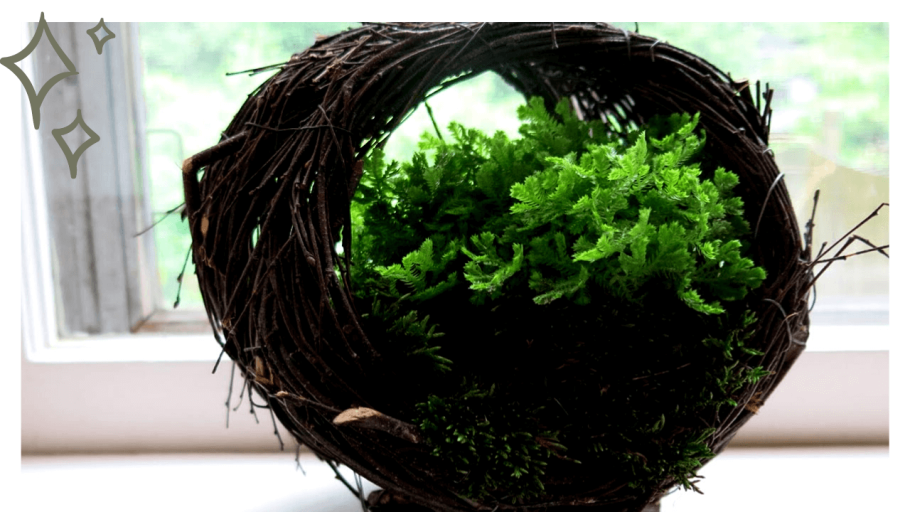 Папоротник селагинелла