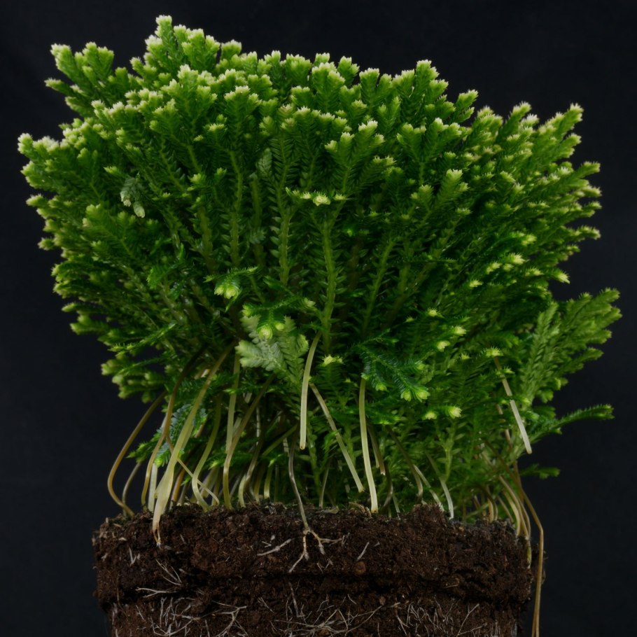 Selaginella erythropus