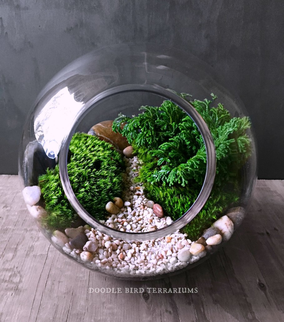 Селагинелла роза