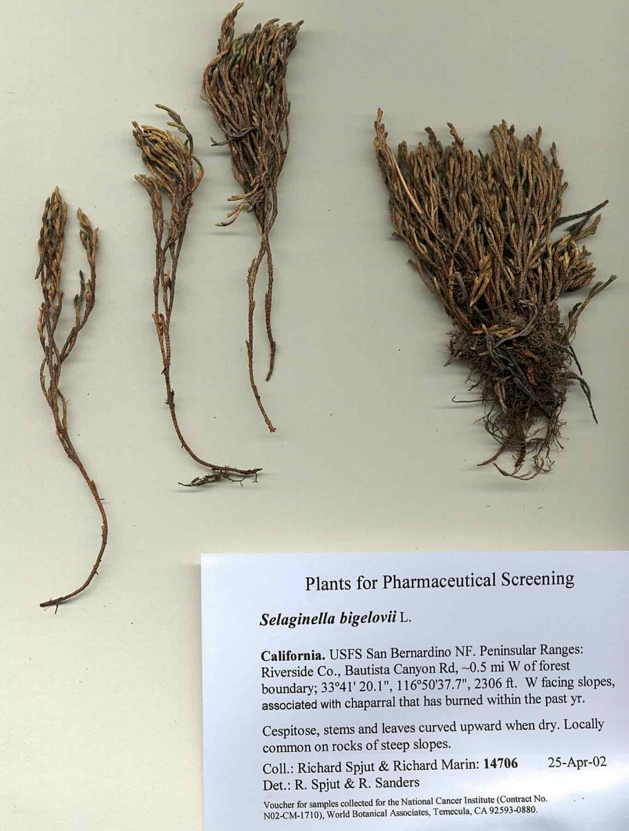 Селагинелла Краусса (Selaginella kraussiana)