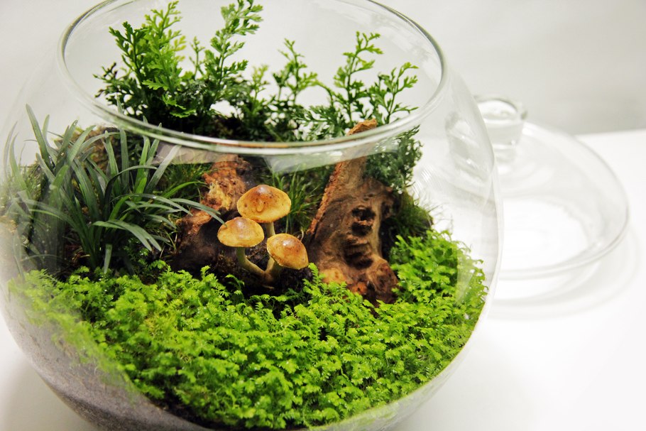 Селагинелла апода