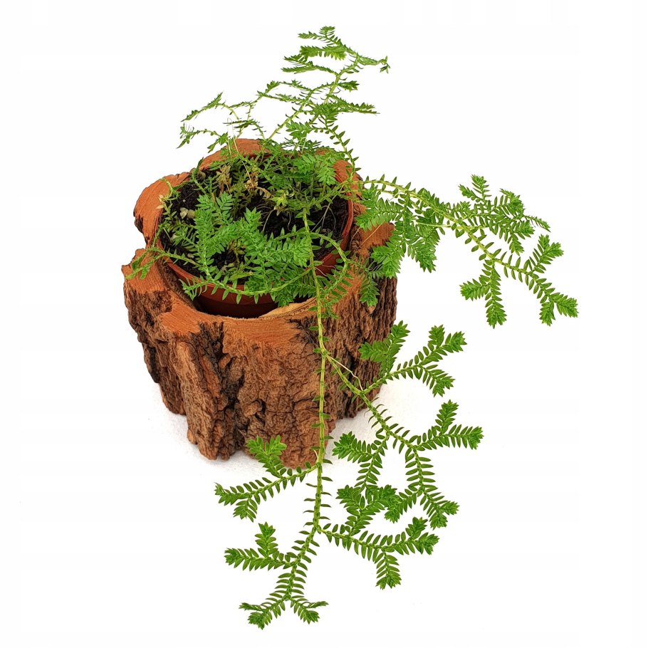 Селагинелла микро