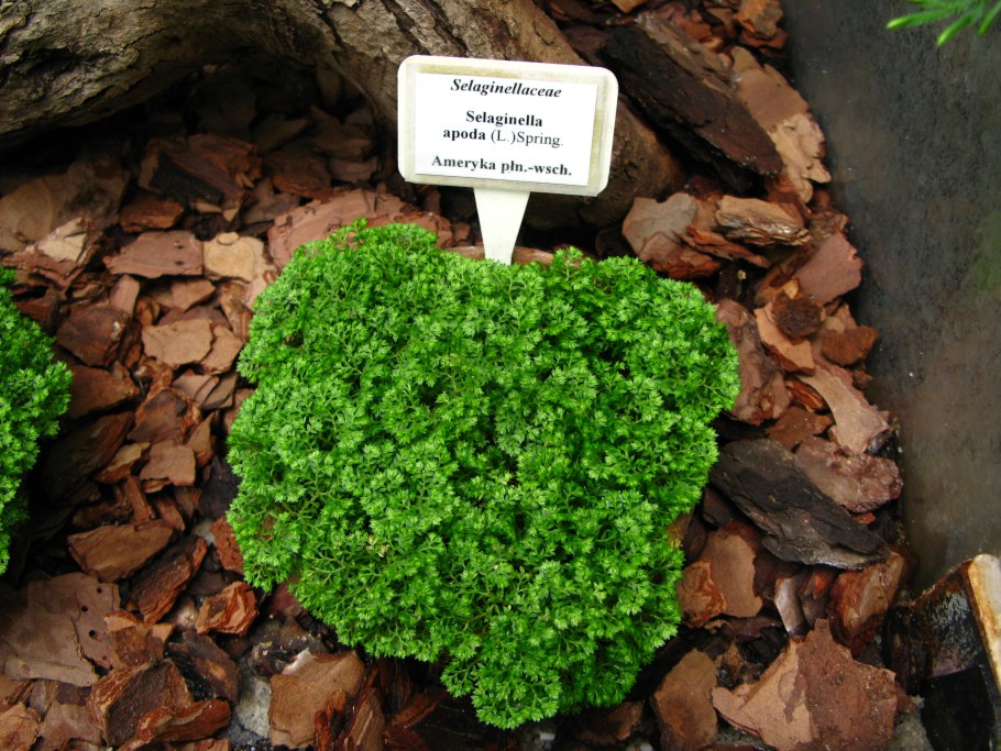 Selaginella apoda