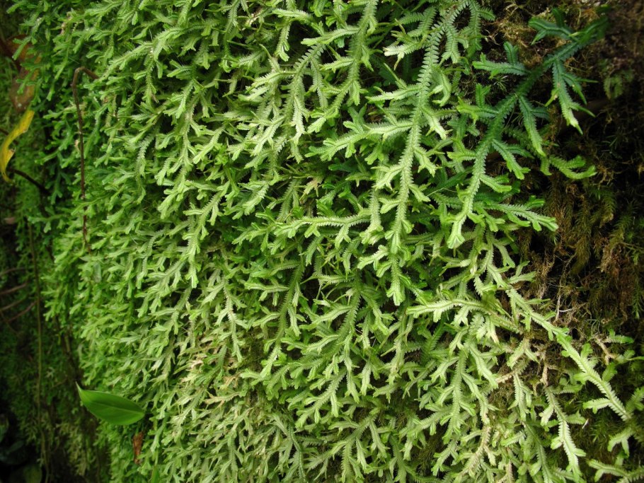 Селагинелла Джори 12/2016