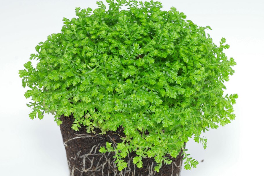 Komatsu - Rose of Jericho (2021)