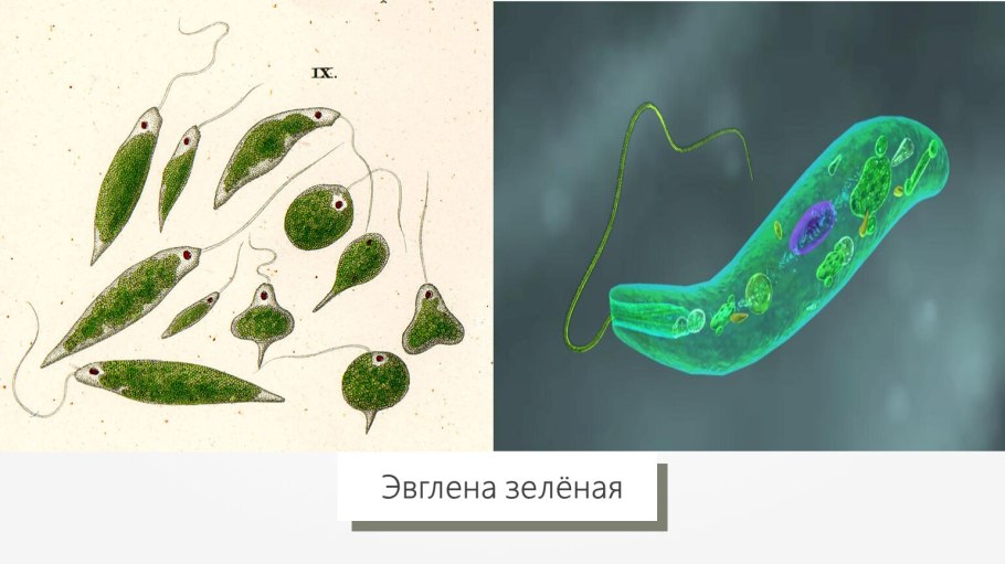 Одноклеточные водоросли эвглена зеленая
