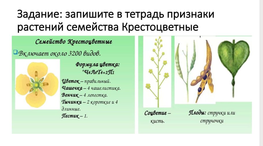 Таблица 11 основные признаки семейств цветковых растений