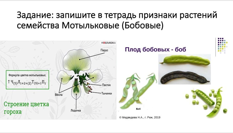 Ядовитые Пасленовые