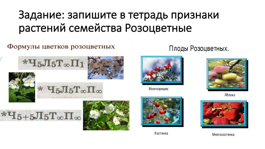 Семейства покрытосеменных растений Розоцветные