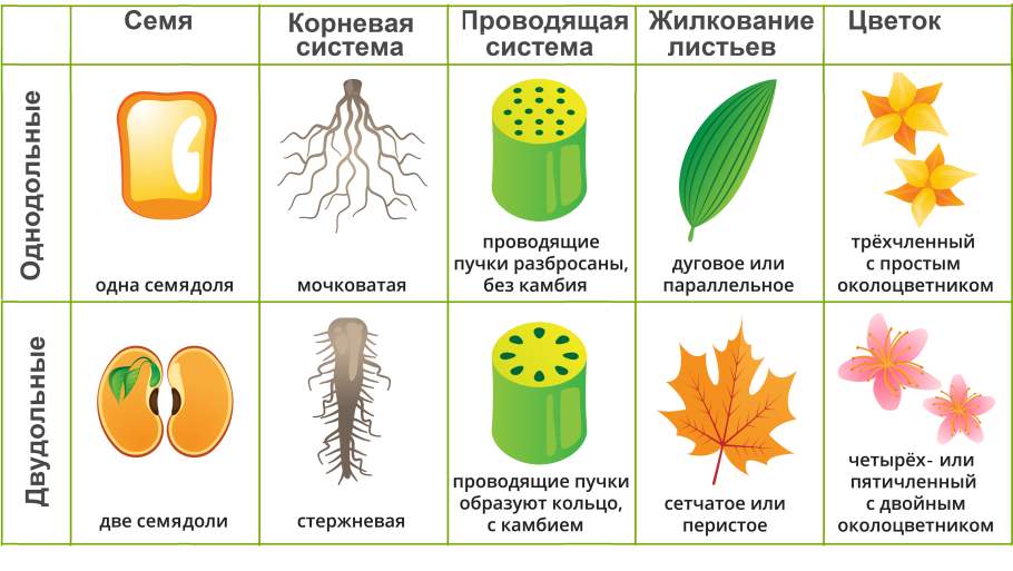Цветковые растения названия