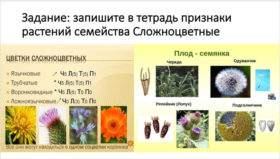 Классификация покрытосеменных растений таблица