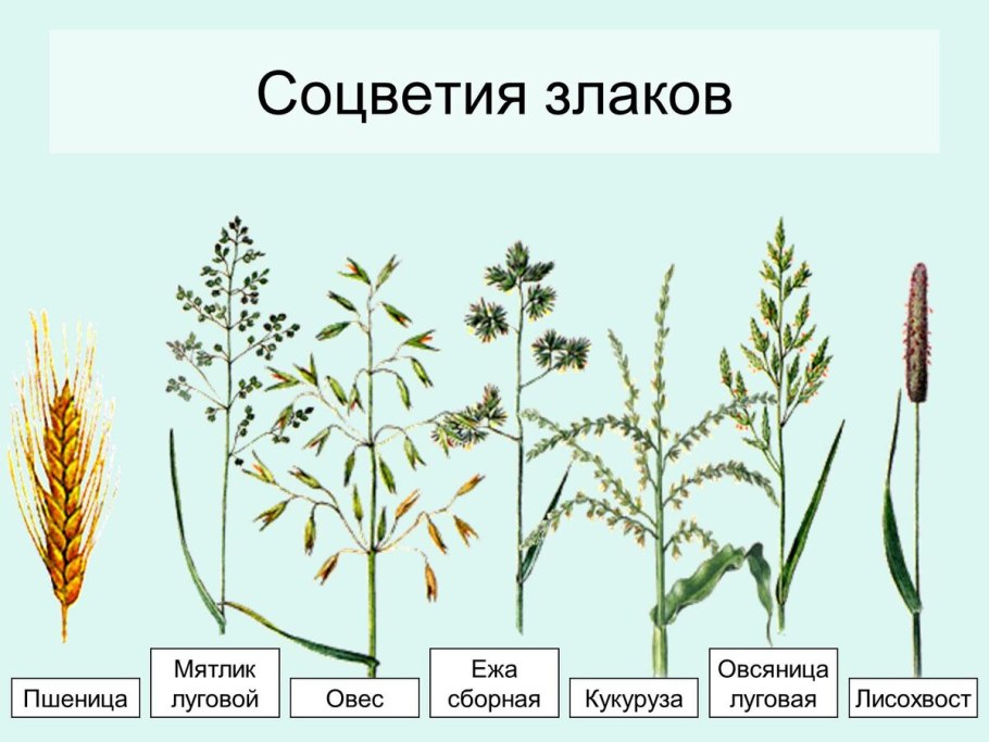 Класс Однодольные систематика