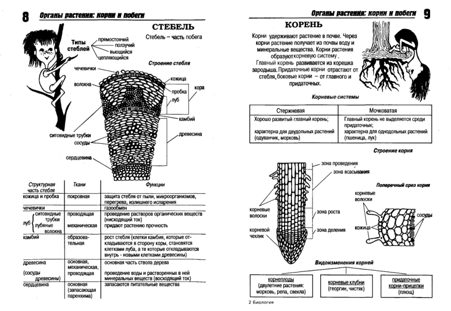 Подготовка к ЕГЭ биология схемы и таблицы