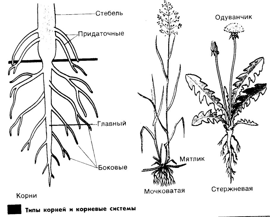 Корневая система растений схема