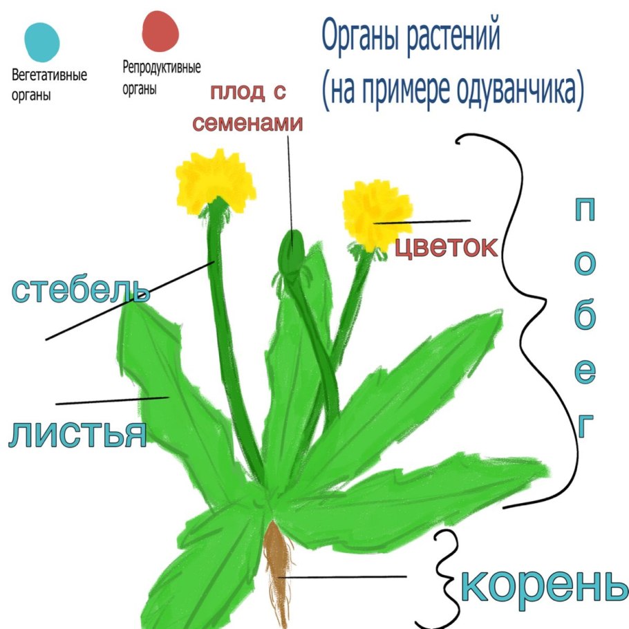 Описание системы органов растений