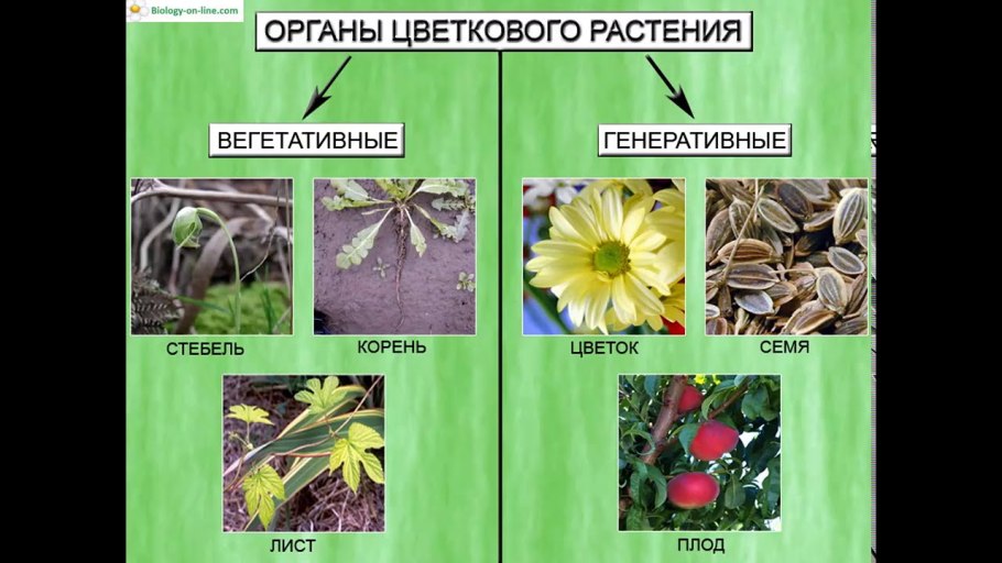 Репродуктивные органы цветкового растения
