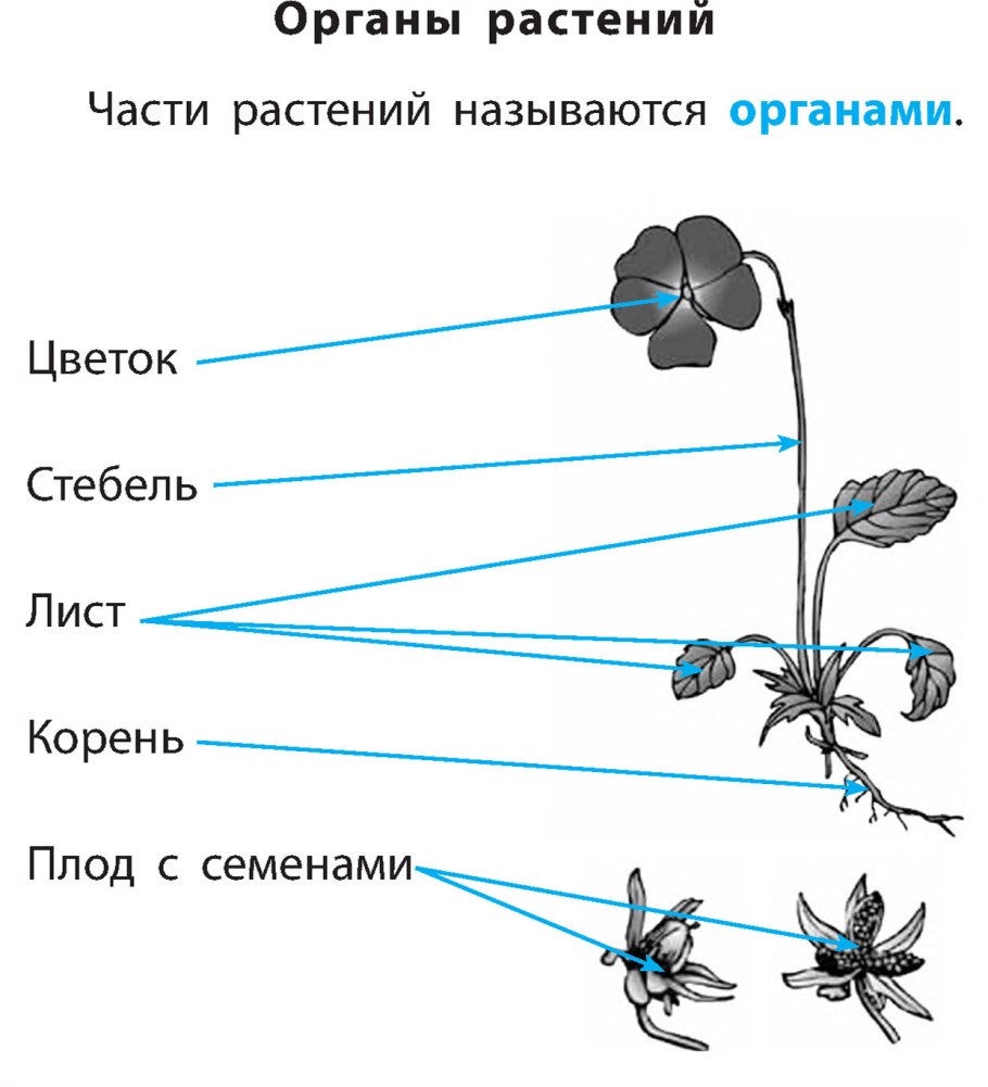 Орган это часть растения которая