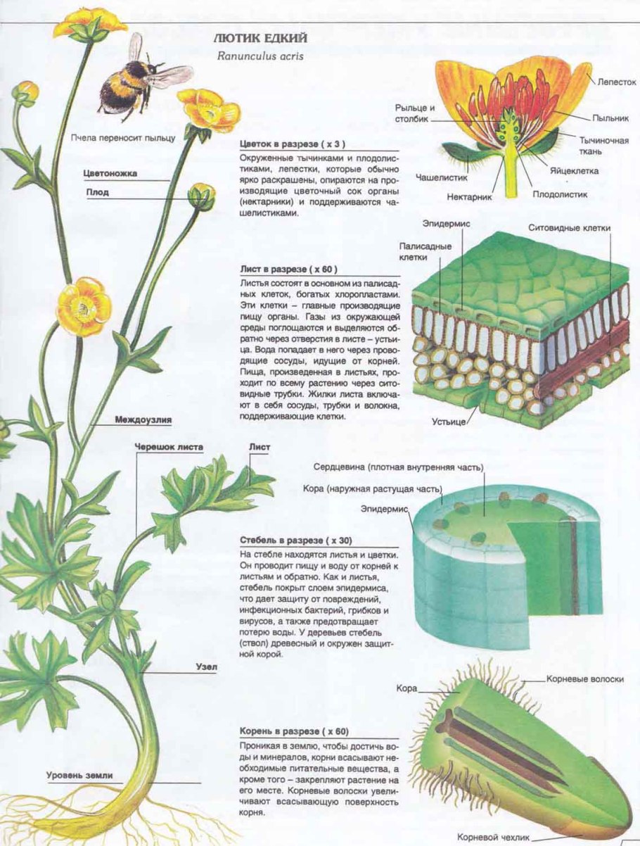 Строение цветкового растения с частями