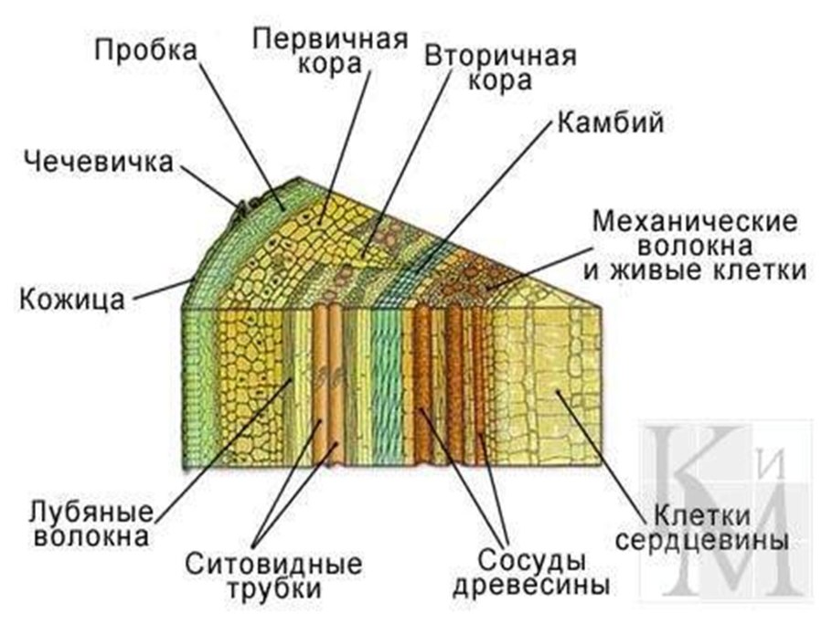 Строение томата