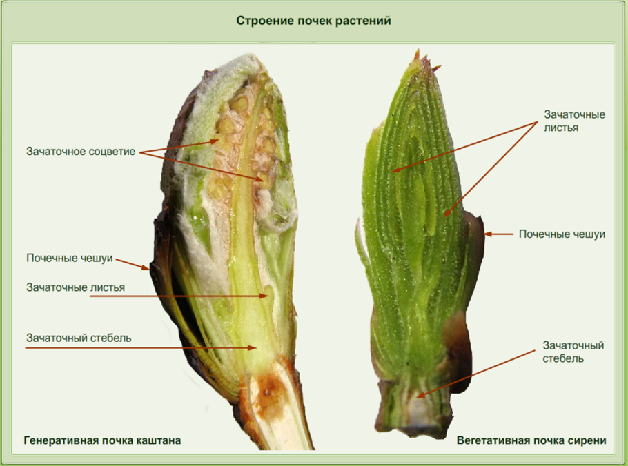 Строение почки дерева