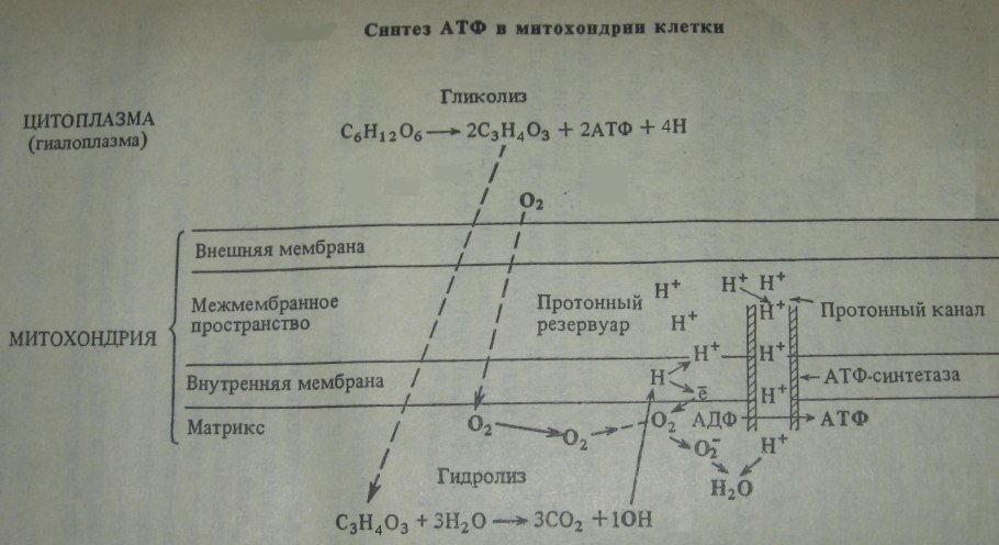 Синтез АТФ схема