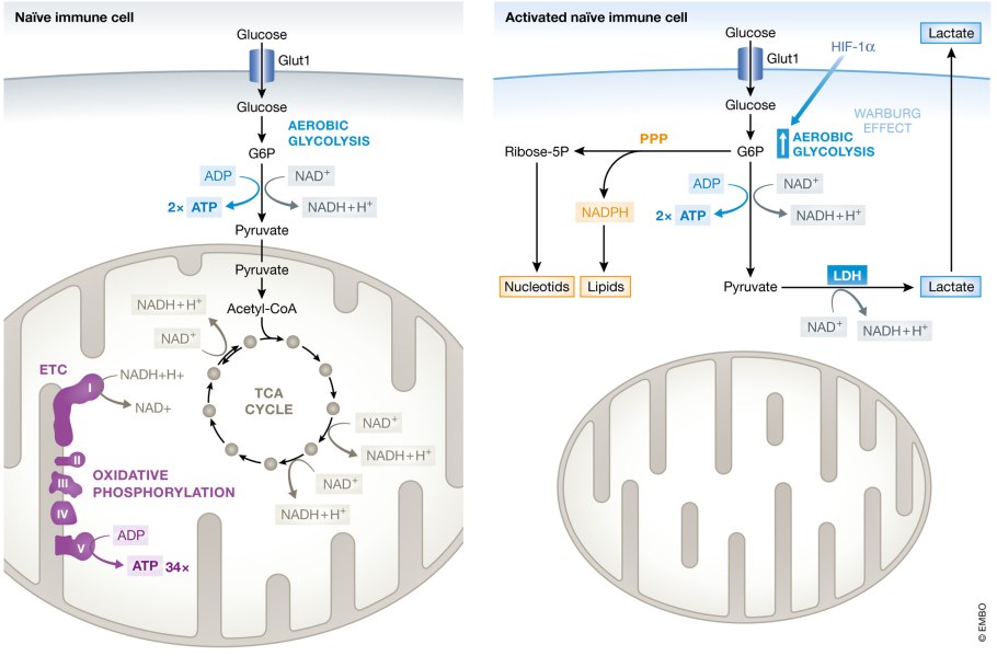 Дыхание в митохондриях у бактерий