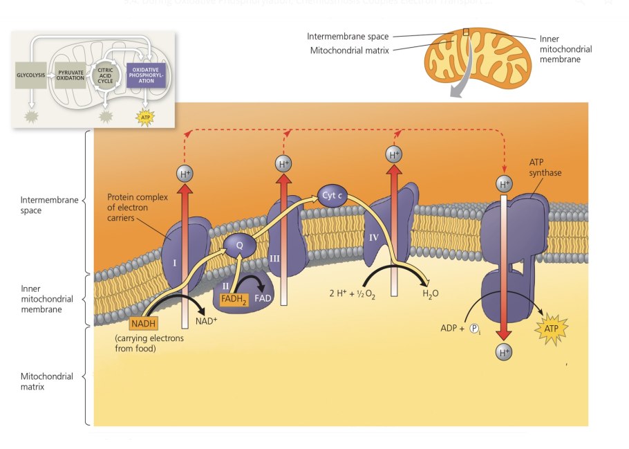 Электронно-транспортная цепь митохондрий