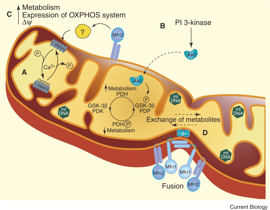 АТФ В митохондриях арт