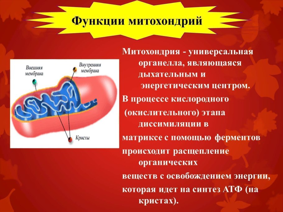Митохондрии функции