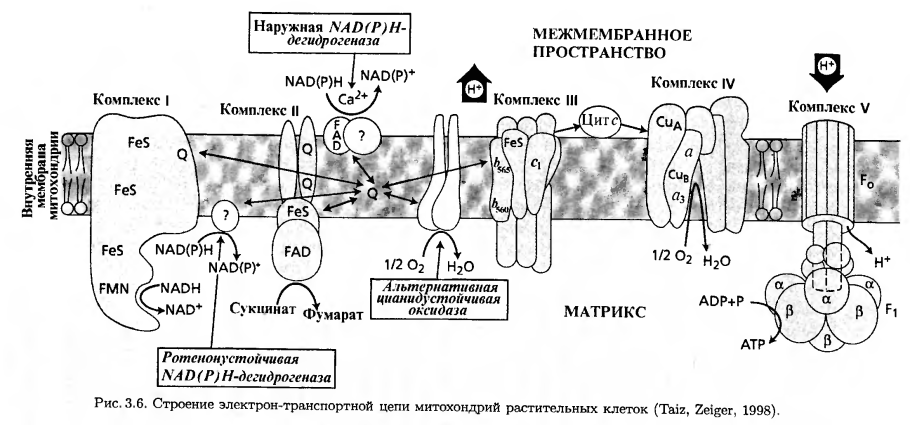 Электрон-транспортная цепь митохондрий