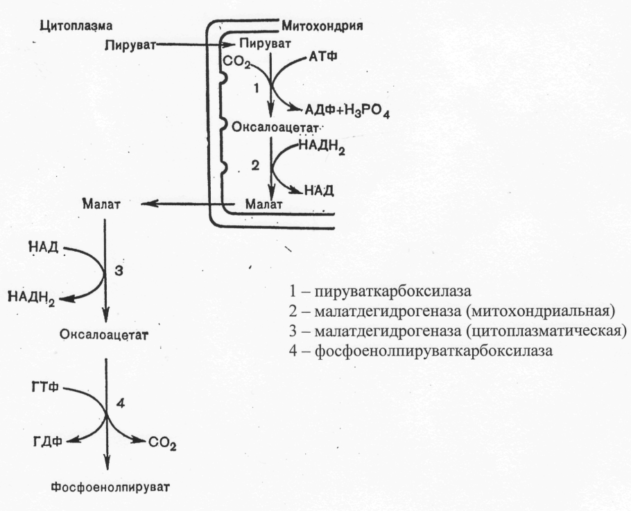 Превращение пирувата в фосфоенолпируват протекает