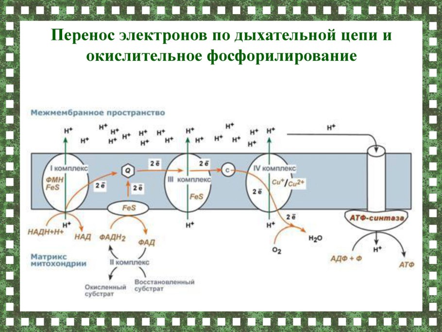 Схема дыхательной цепи митохондрий