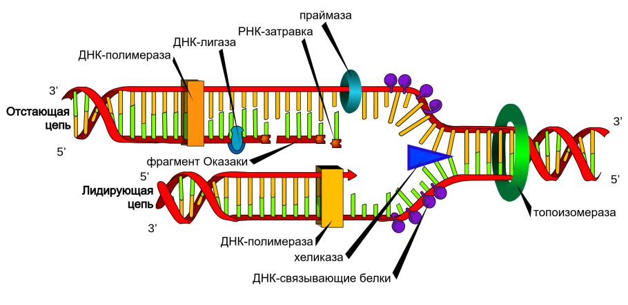 Схема репликации ДНК