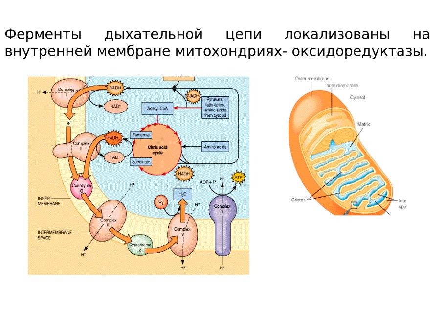 Дыхательная цепь и окислительное фосфорилирование