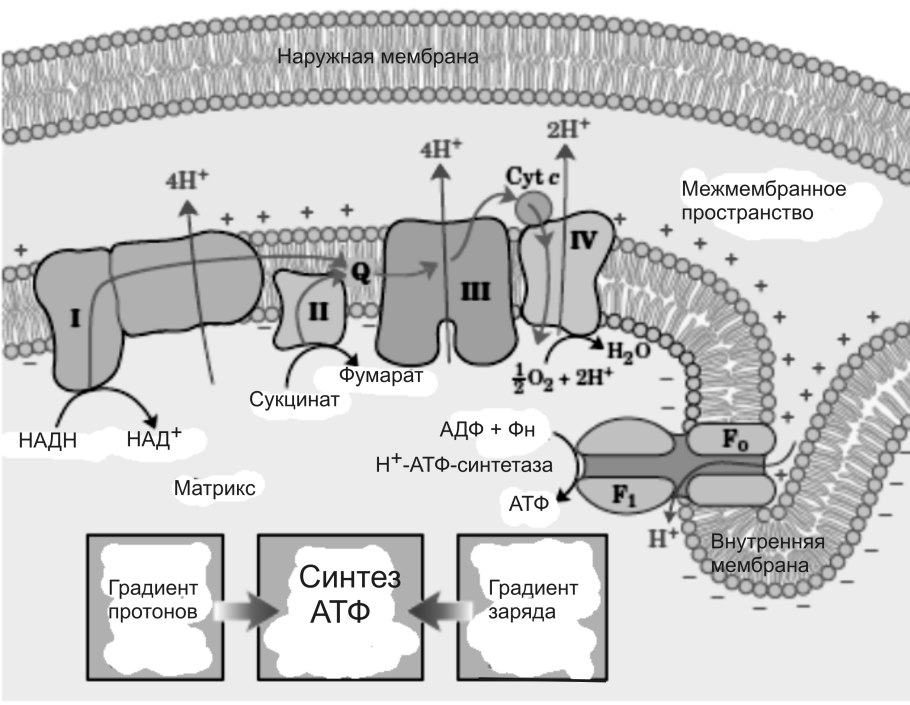 Дыхательная цепь и окислительное фосфорилирование