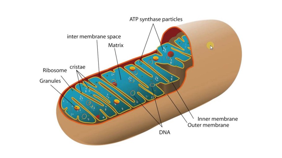 Модель клетки митохондрия