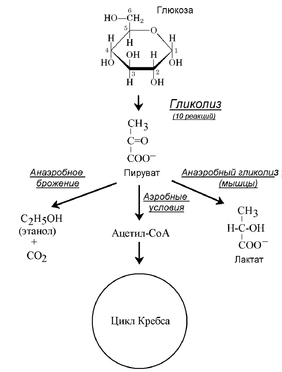 Цикл анаэробного гликолиза