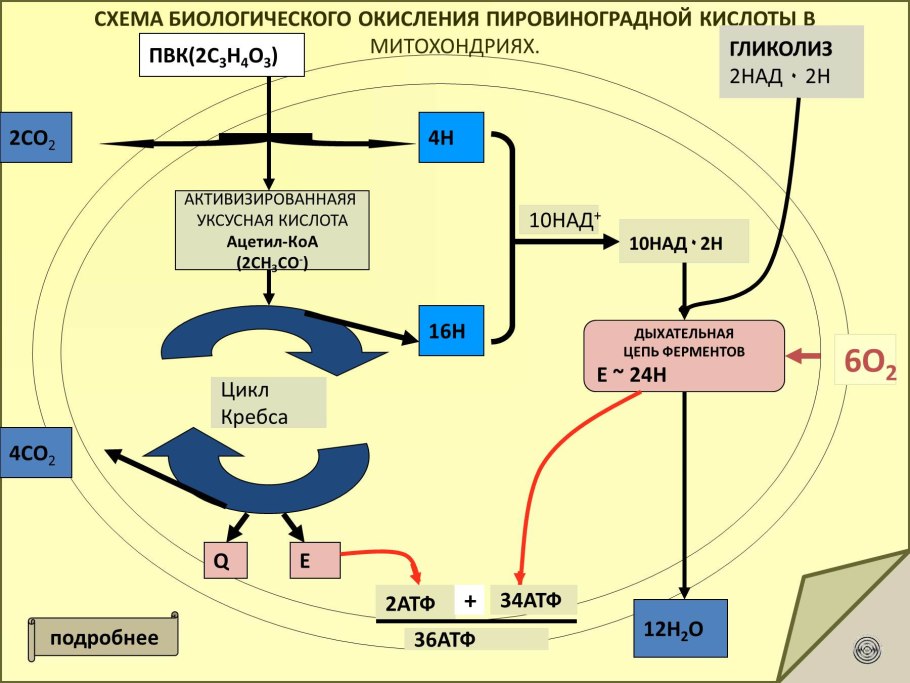 Цикл Кребса схема в митохондриях