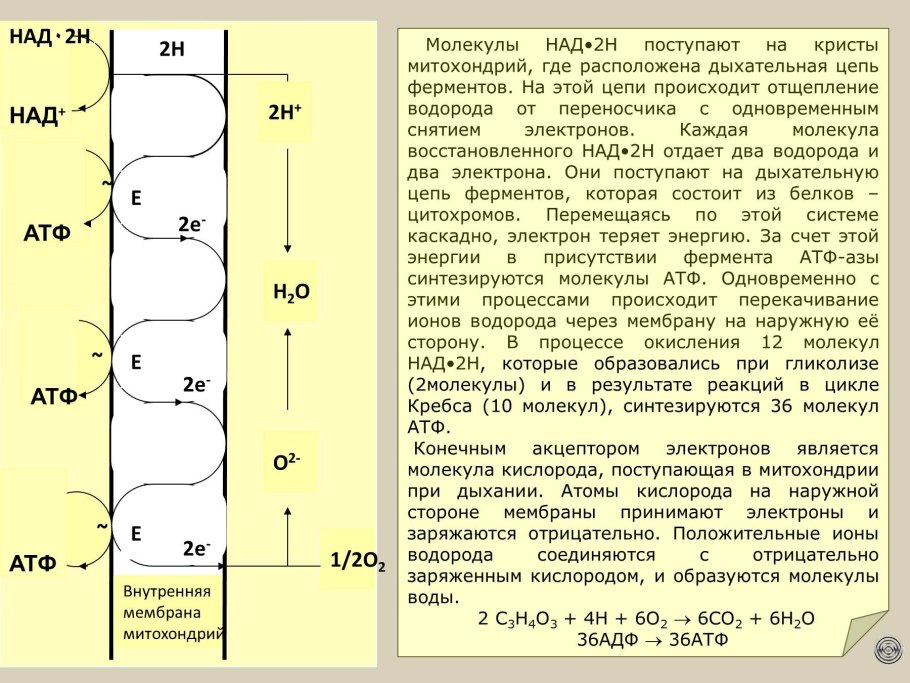 Сколько АТФ образуется в дыхательной цепи