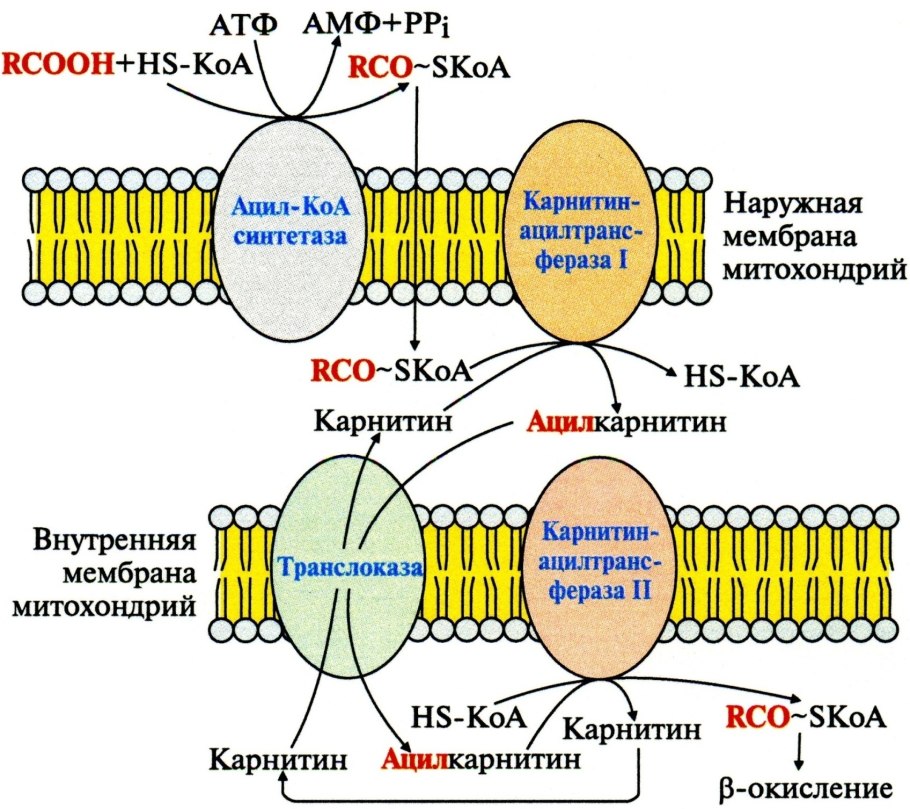 Транспорт через мембрану митохондрии АТФ