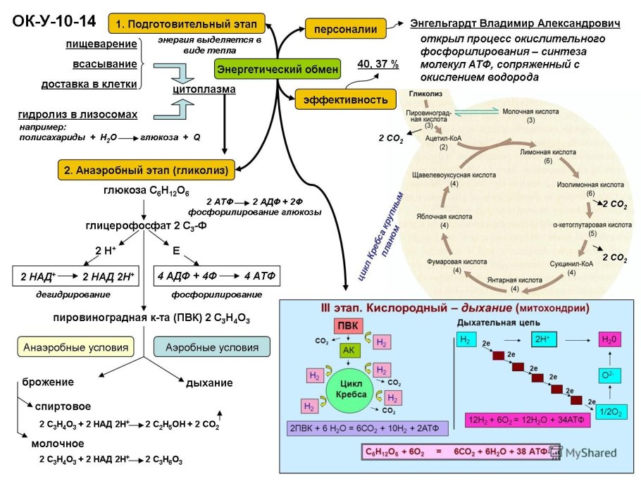 Этапы энергетического обмена схема
