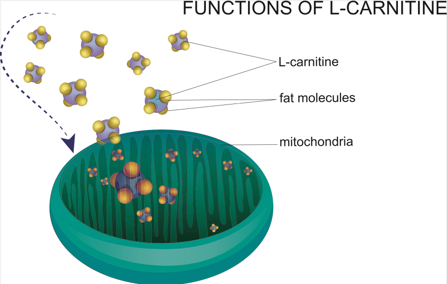 Механизм действия l-карнитина