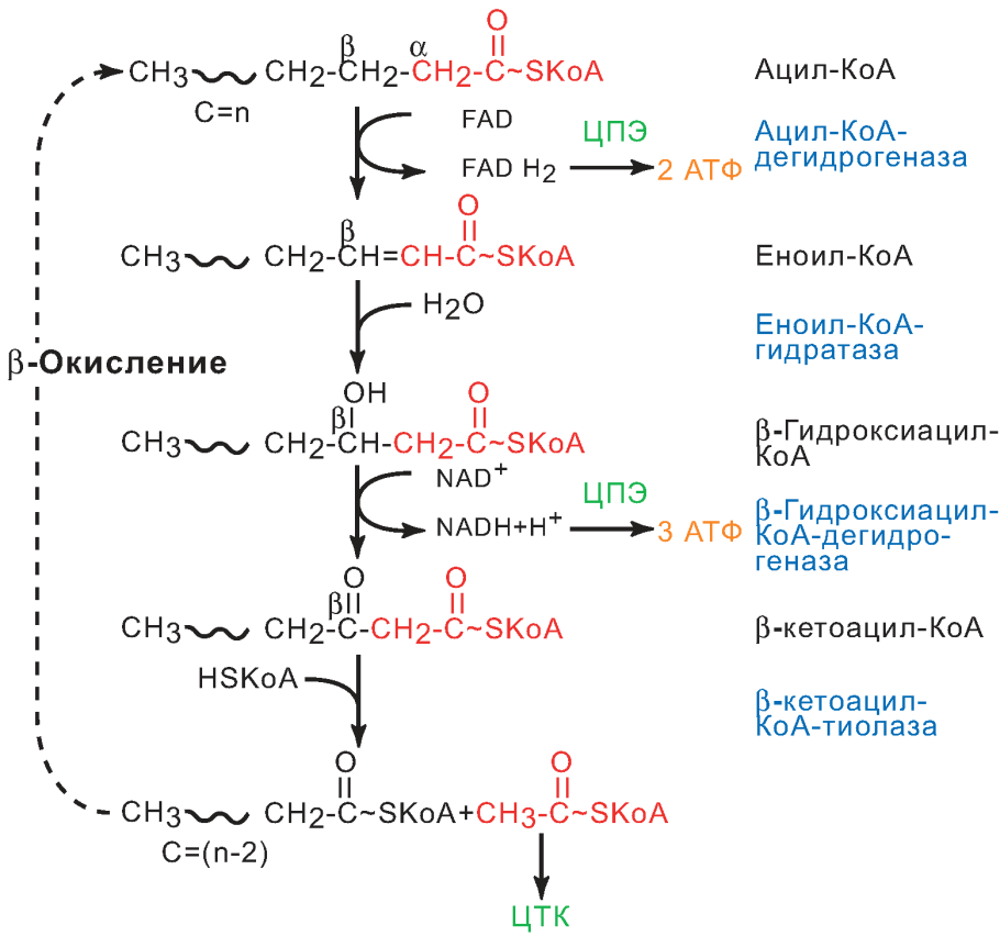 Жирные кислоты этапы окисления жирных кислот