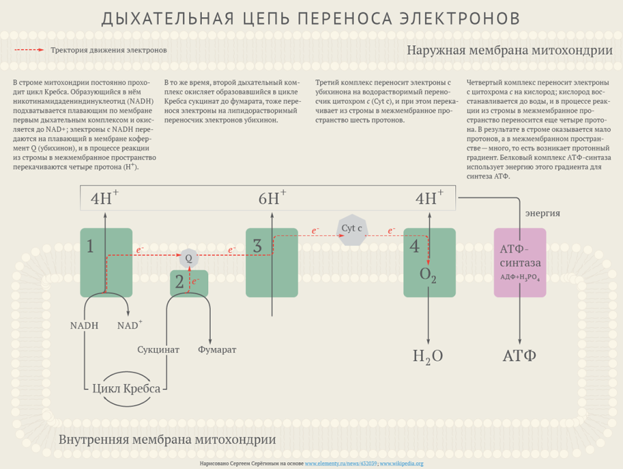 Дыхательная цепь переноса электронов схема